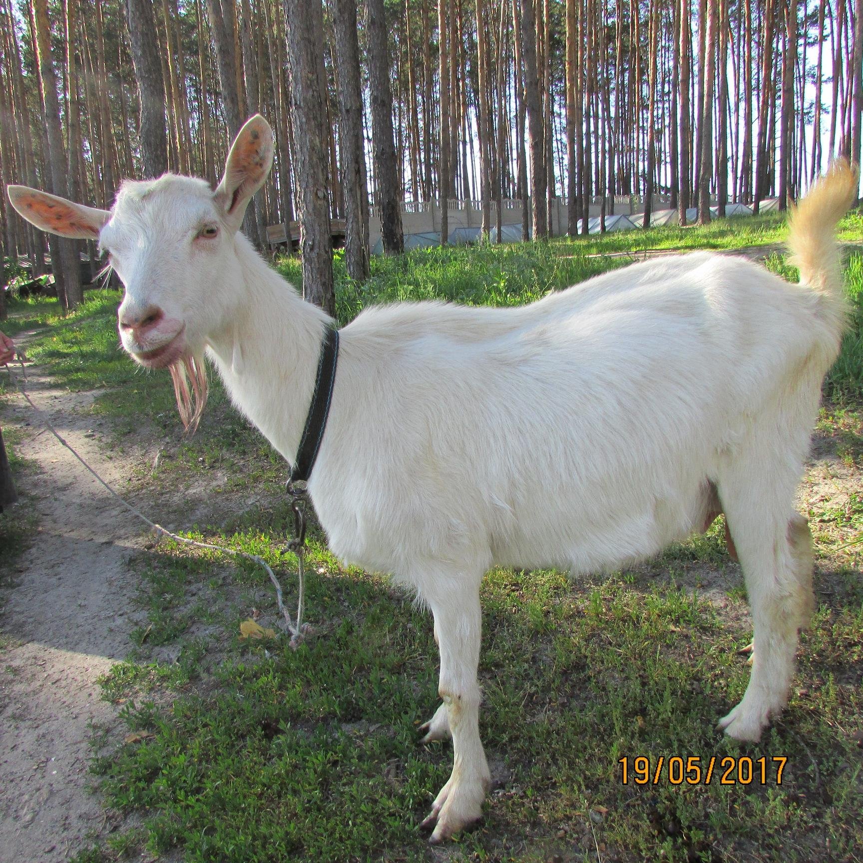 Породы дойных коз. Зааненская порода коз. Коза зааненская гладкошерстная. Молочная коза порода зааненская. Коза дойная зааненская молочная.