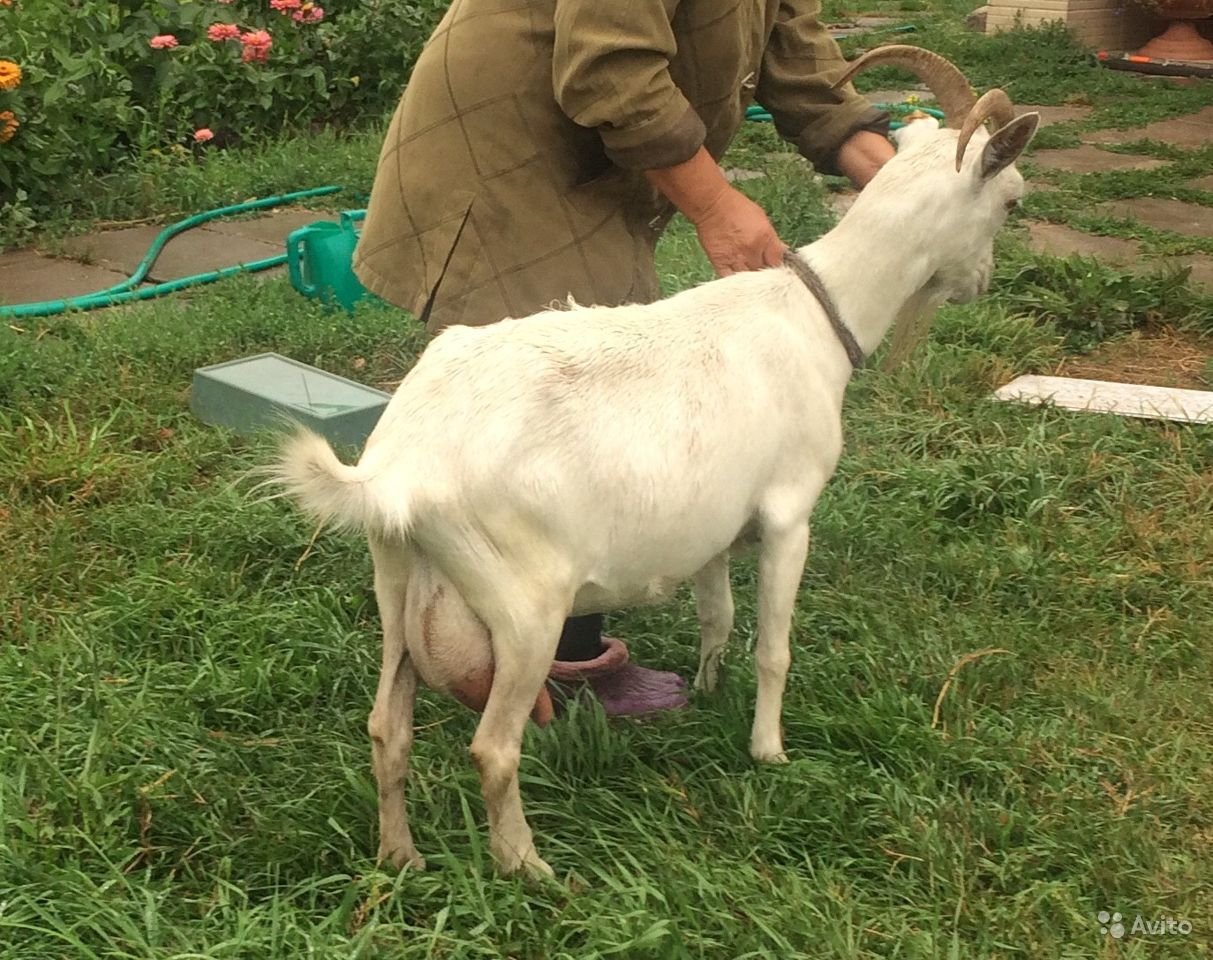 Каких коз молоко без запаха. Зааненская порода коз. Коза молочная зааненская. Молочная коза зааненской породы. Козы высокоудойные породы.