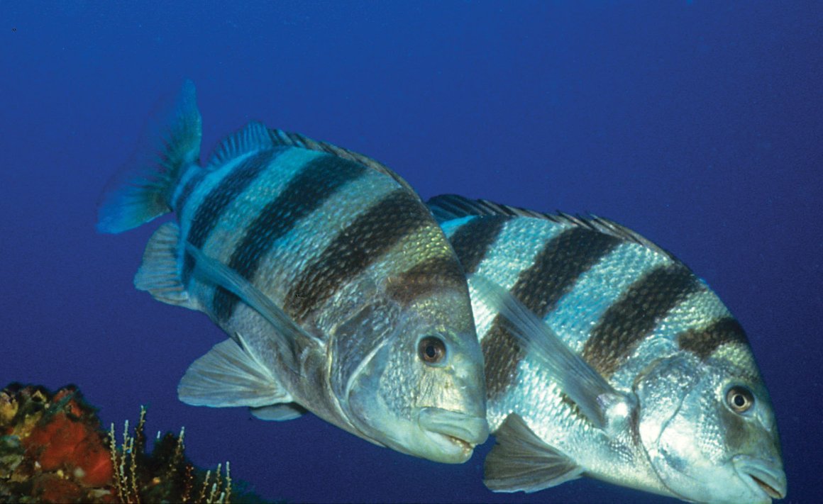 Рыба с человеческими зубами и губами