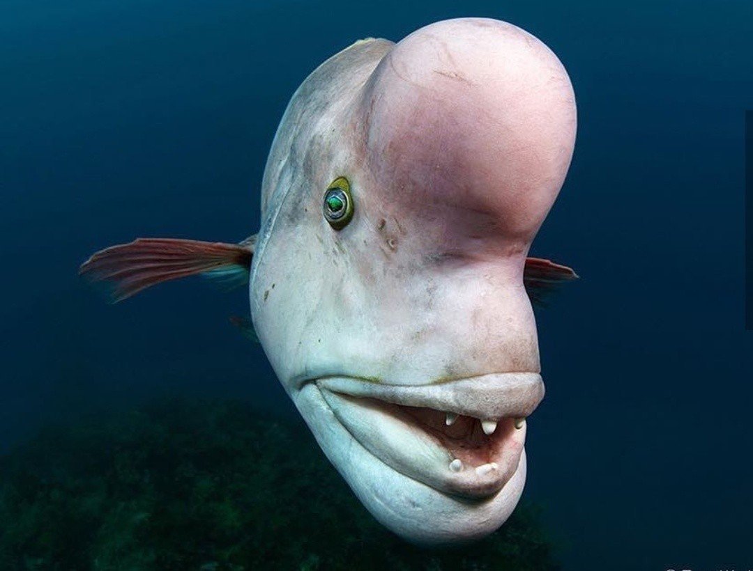 Скумбриевидный гидролик (Payara)