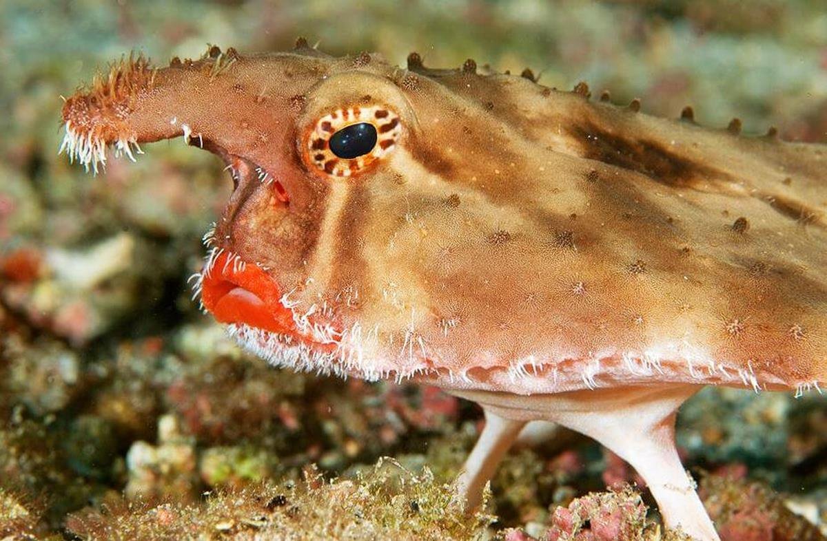 Пятнистая зубатка