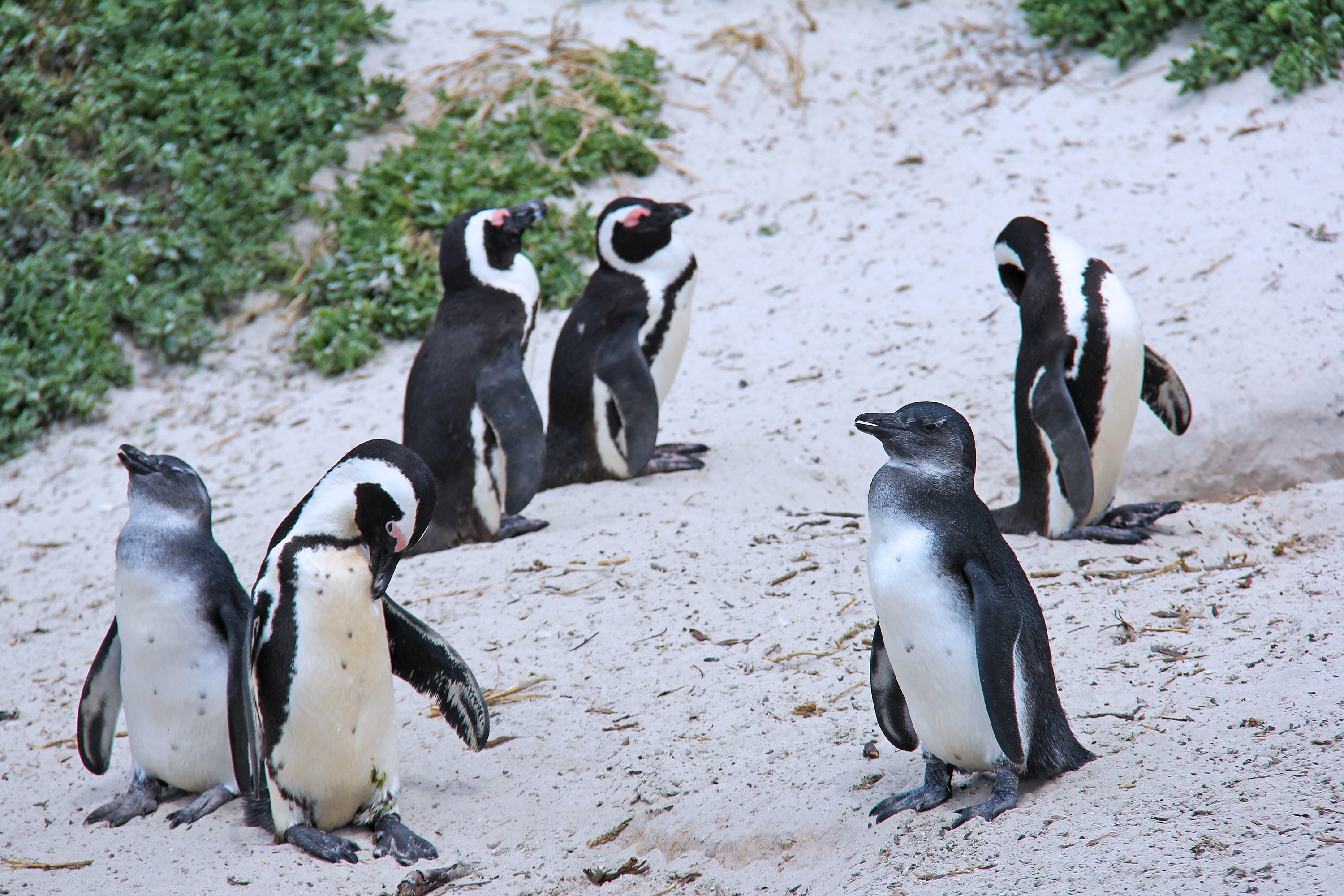 Пингвины живут на южном. Африканские пингвины Кейптаун. Очковые пингвины в Африке. Очковыми пингвинами ЮАР. Очковый Африканский Пингвин.