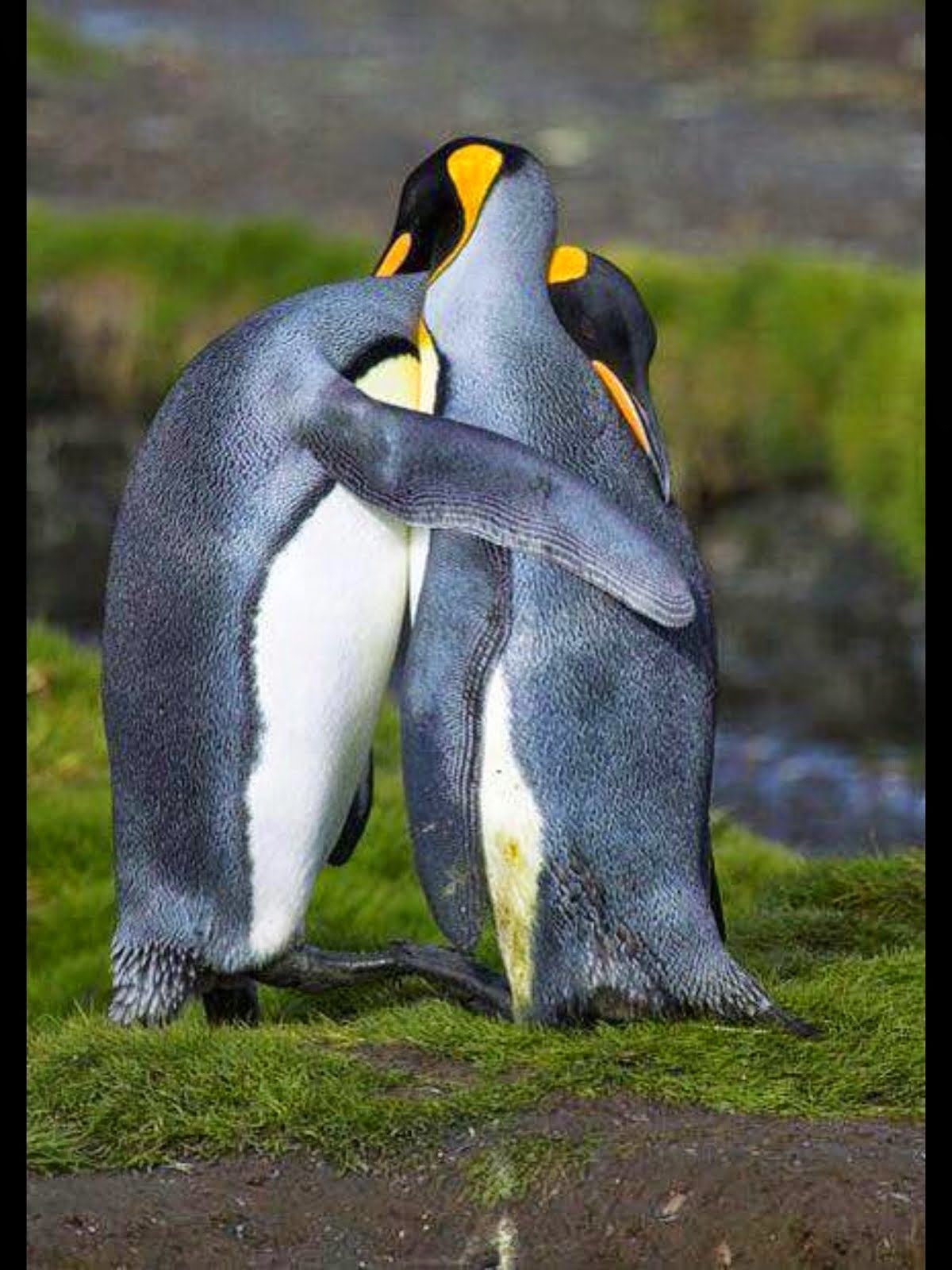Название животных парами. Детёныш королевского пингвина. Пингвины обнимаются. Два пингвина. Объятия животных.