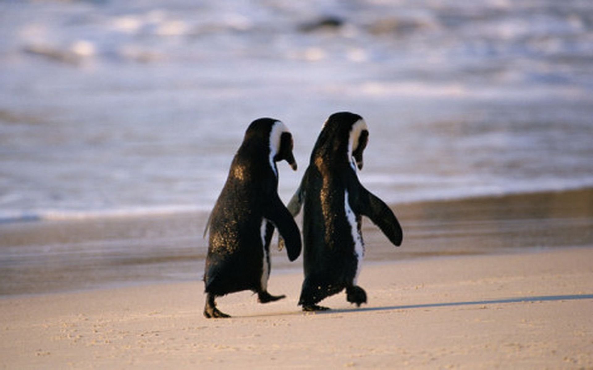 Пара смешная картинка. Влюбленные пингвины. Два пингвина. Пара пингвинов. Забавный Пингвин.