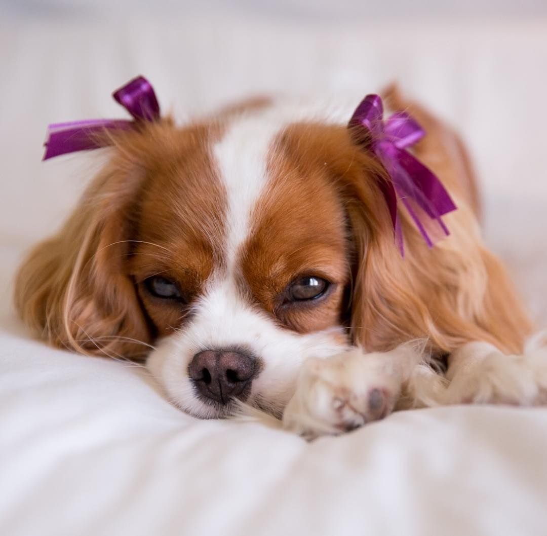 Кавалер кинчарс спаниель