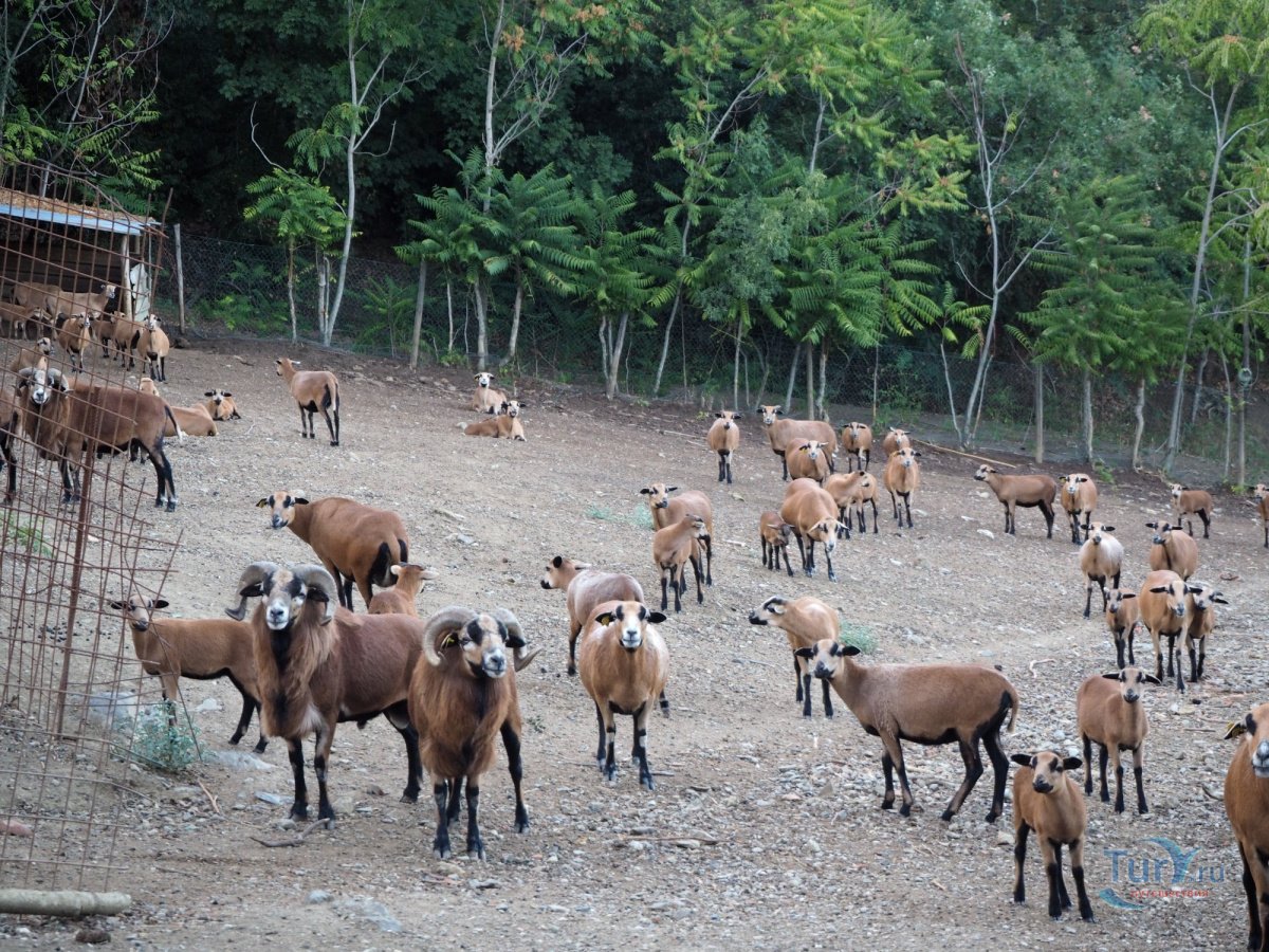 Тоскана фото животное