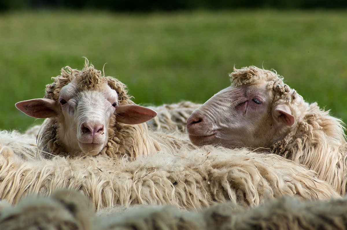 Тосканская овца