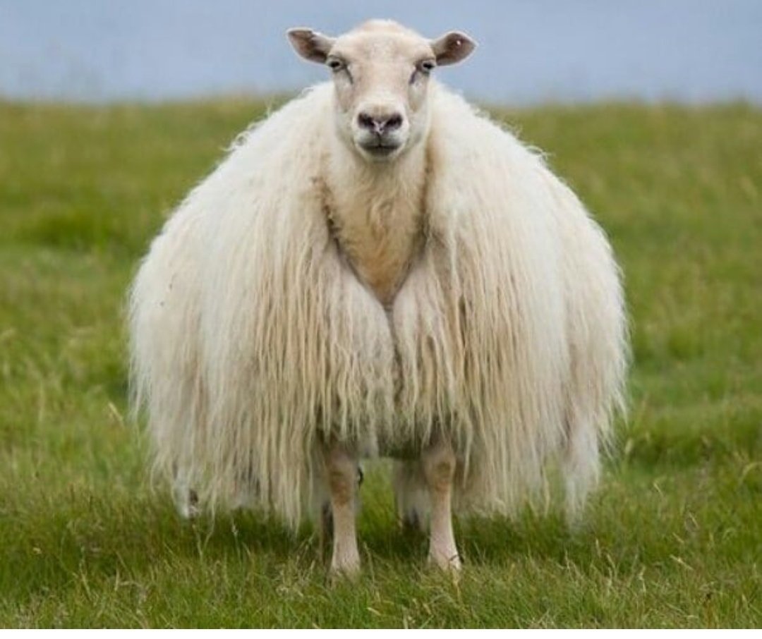 Исландский баран