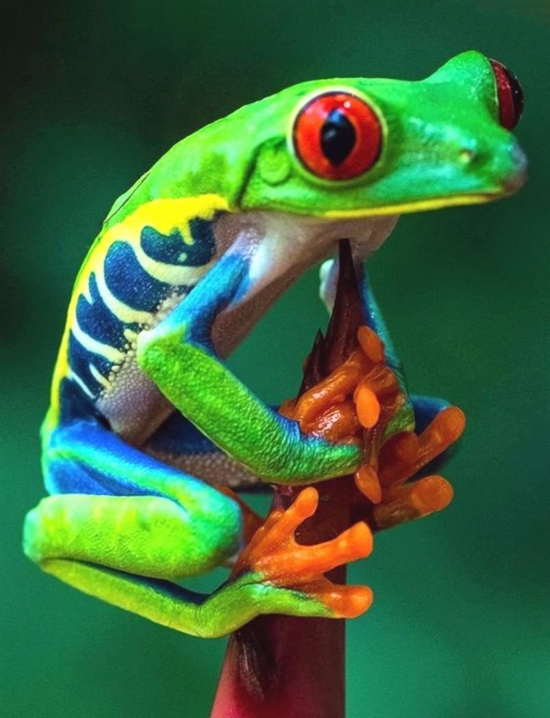 Лягушка древолаз квакша