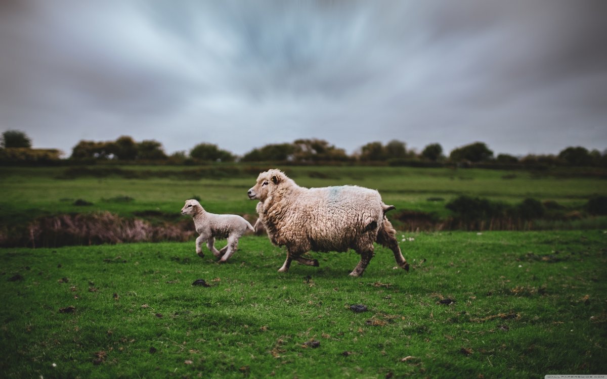 Тосканская овца
