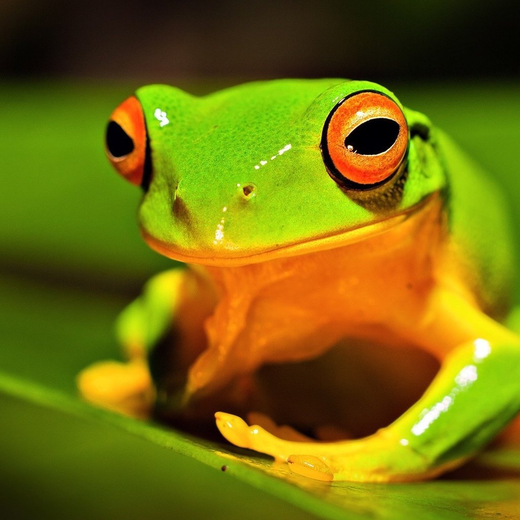 Tree-Climbing Frogs Sound
