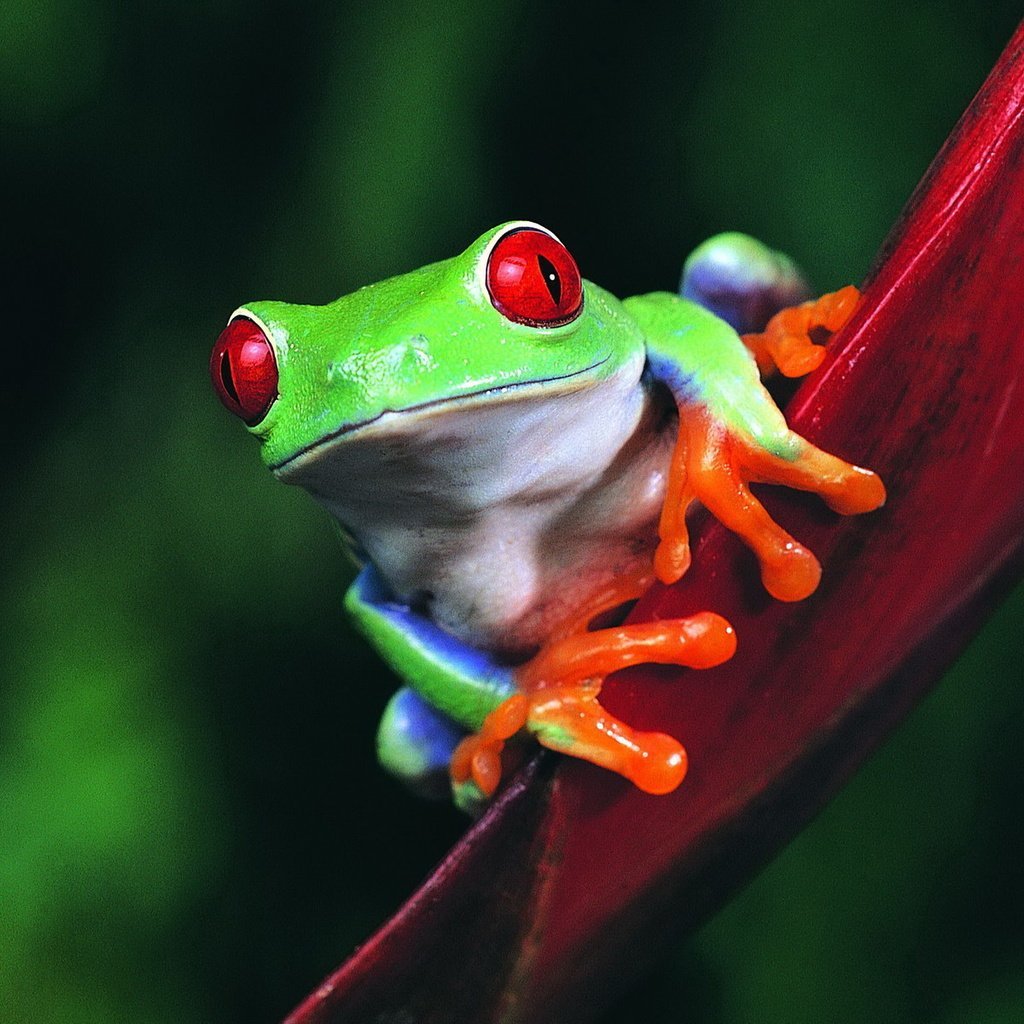 Квакша Арлекин