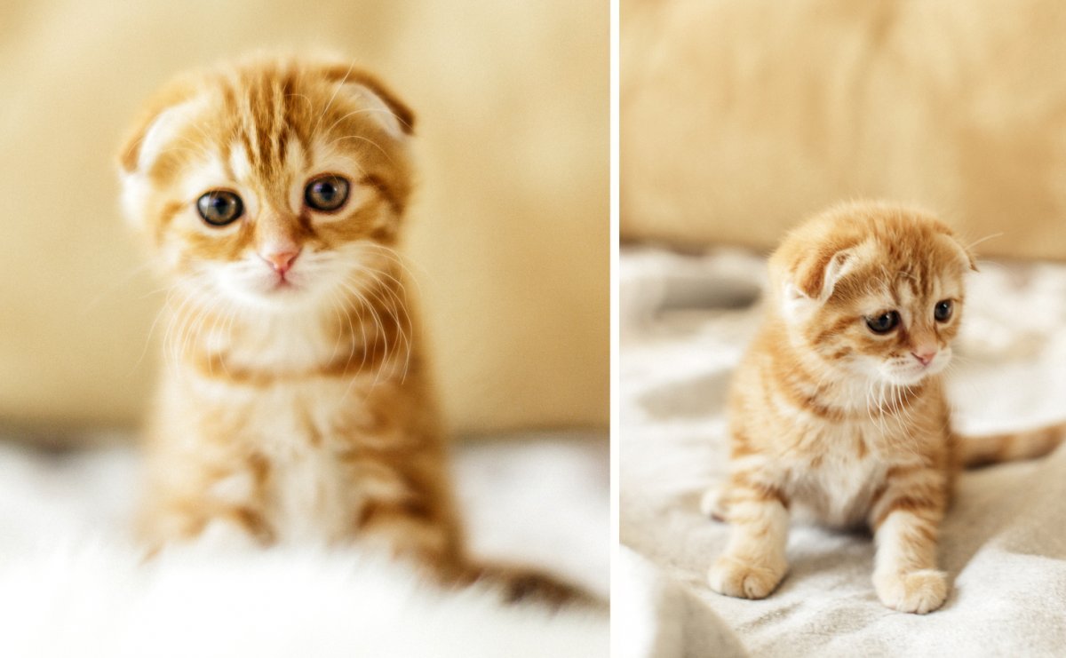 Шотландский вислоухий Лесная