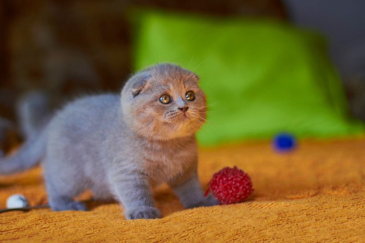 Рыжий вислоухий кот с огромными глазами