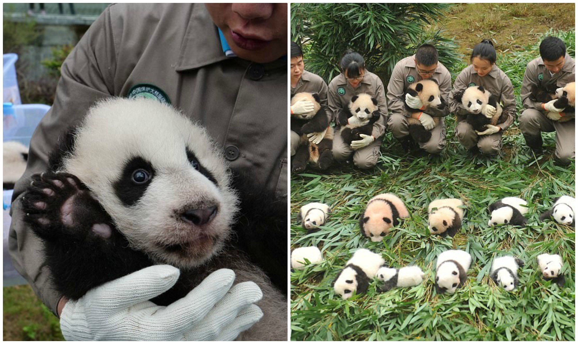 Панда сколько детенышей. Панда с детёнышем. Лапа панды. Панда в Китае. Хвост панды.