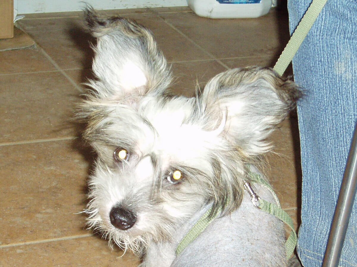 Помесь хохлатой и Йорка