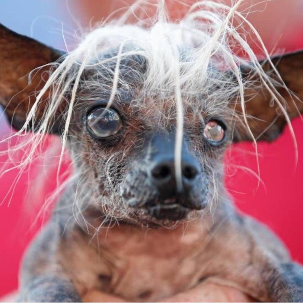 Китайский хохлатый терьер