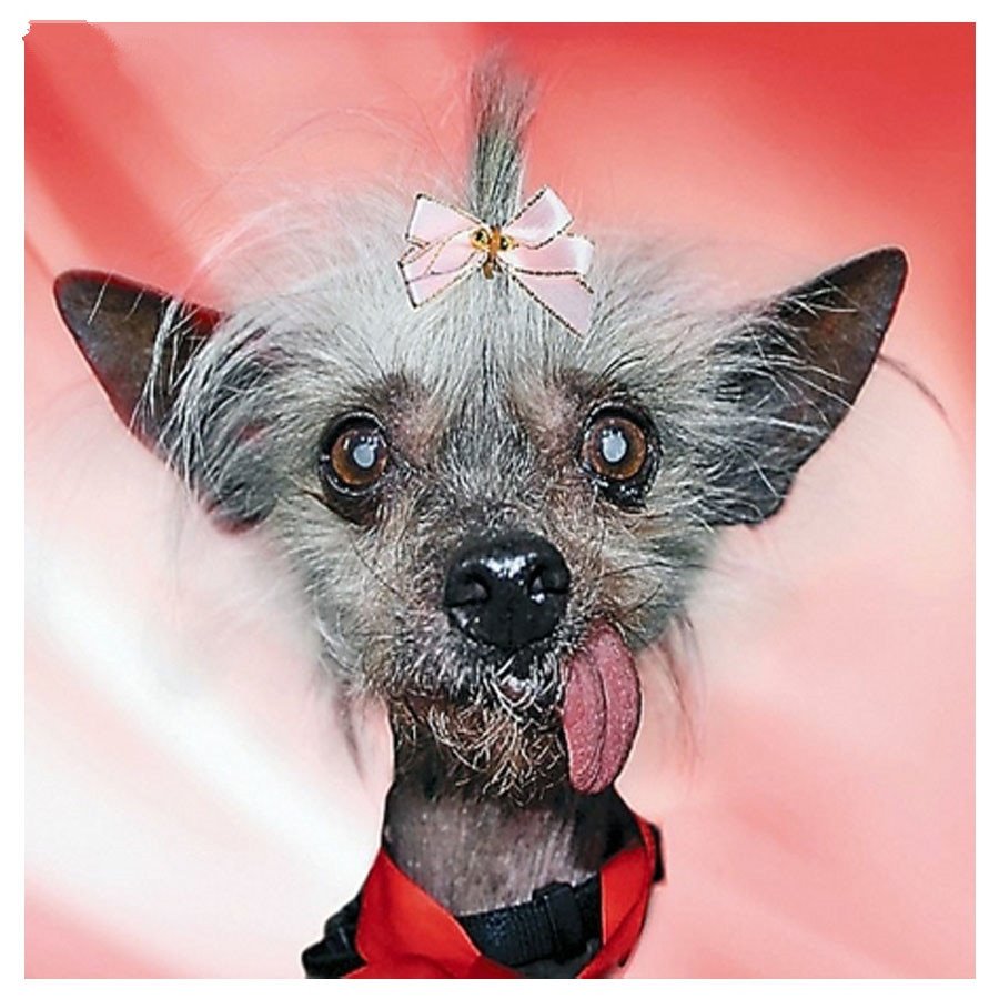 Китайская хохлатая толстая