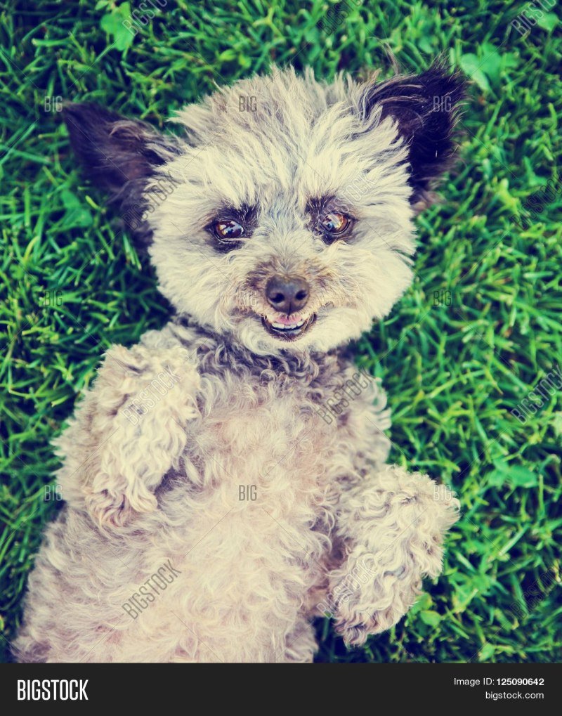 Йоркширский Рассел терьер