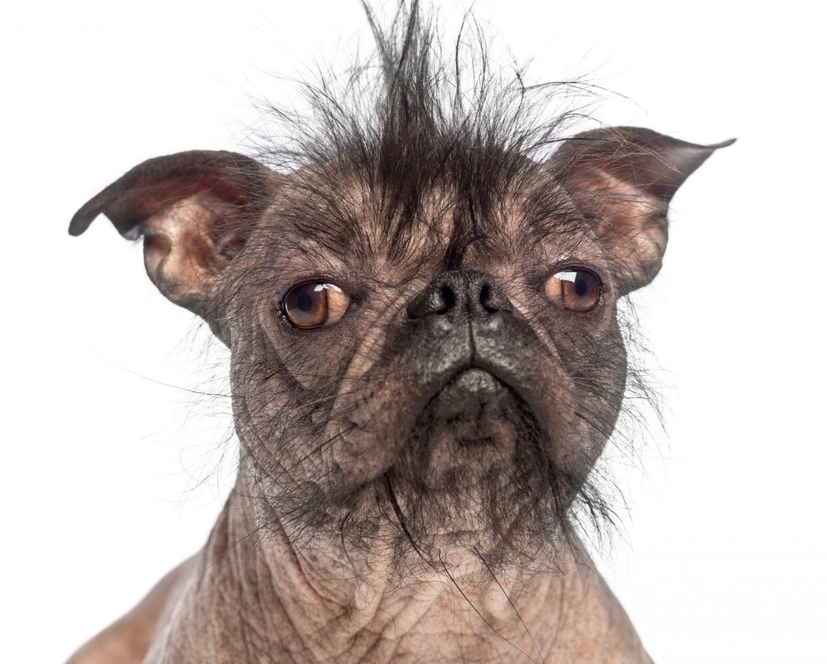 Китайская хохлатая сутулая