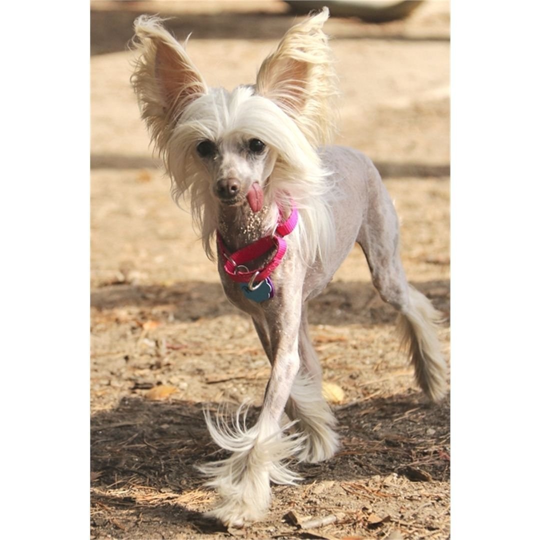 Метис чихуахуа и китайской хохлатой