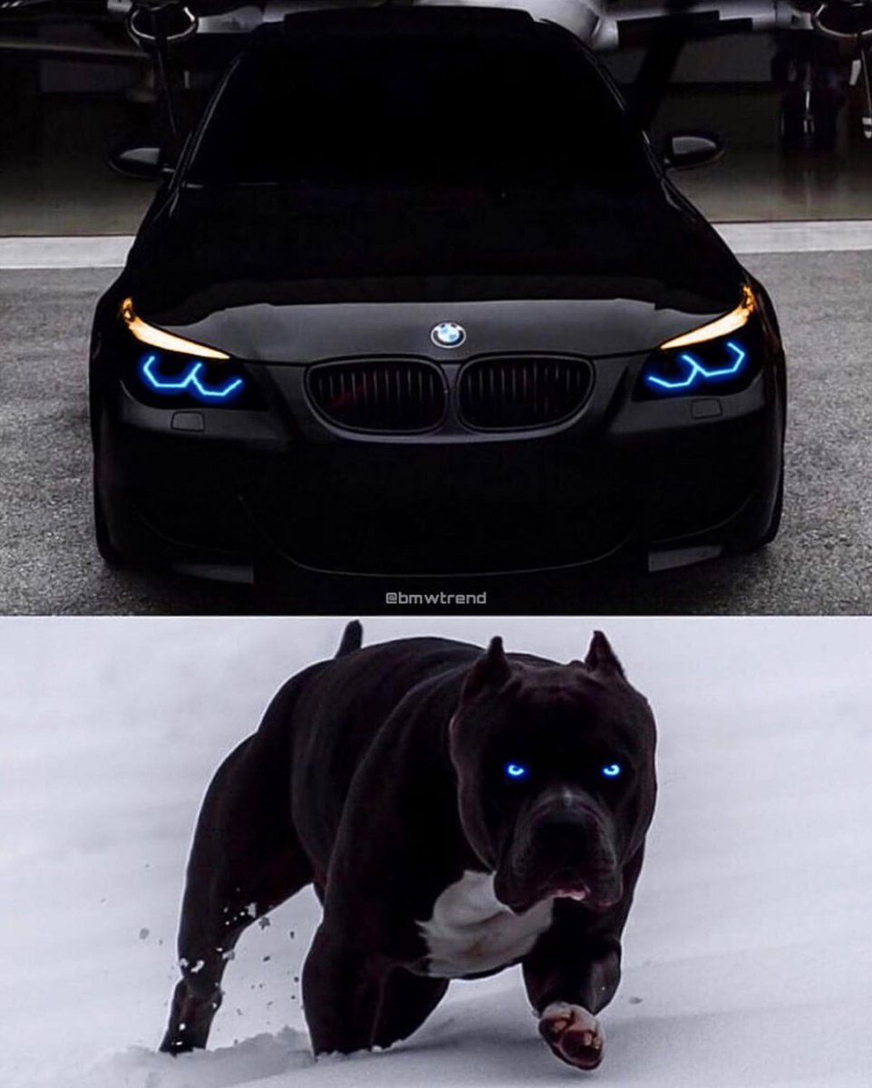 Питбуль Эрика Давидыча