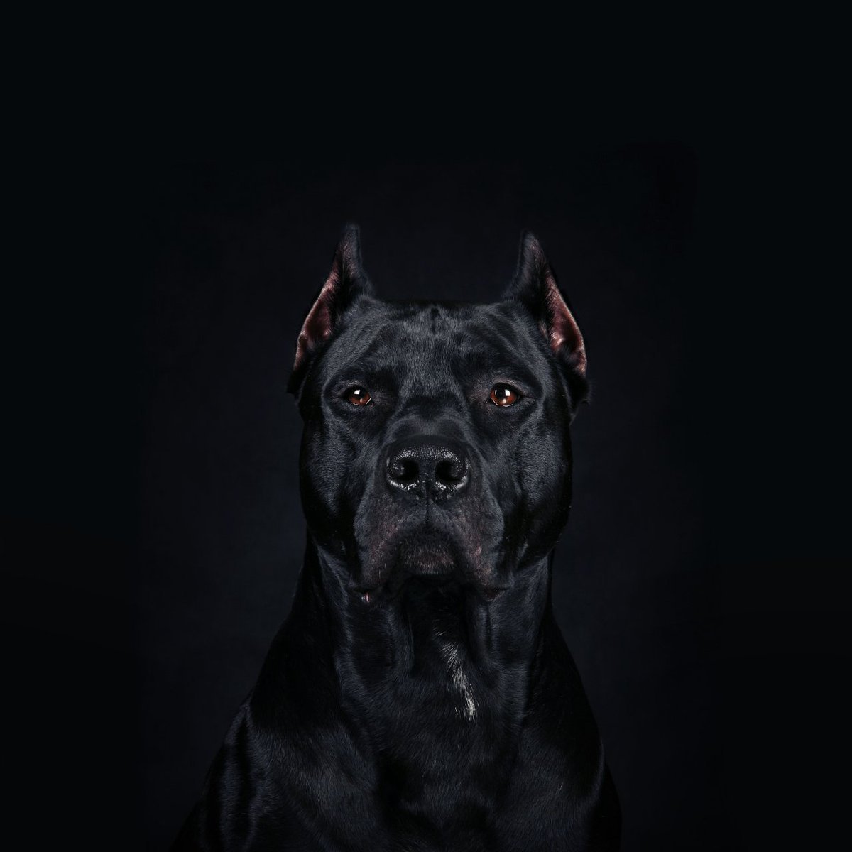 Стаффордширский бультерьер оскал