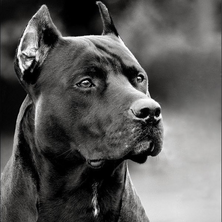 Питбуль собака