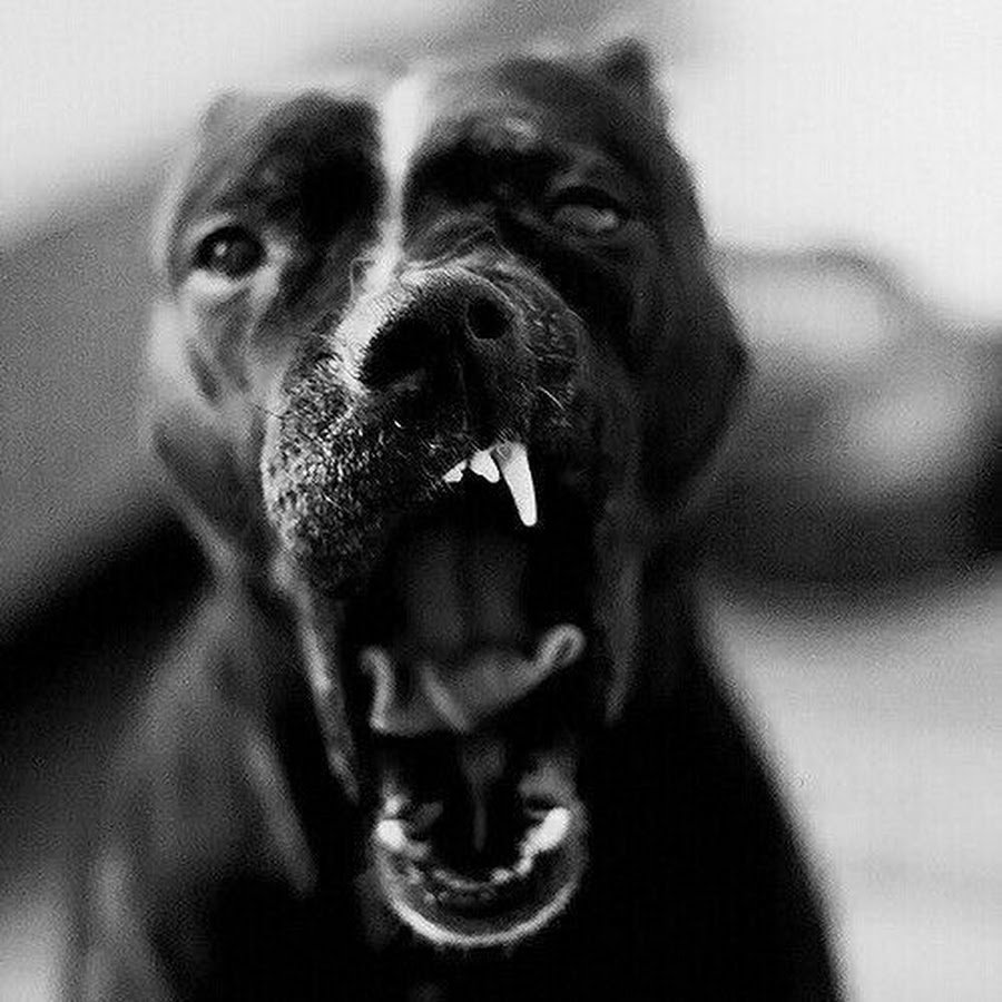 Питбуль злой