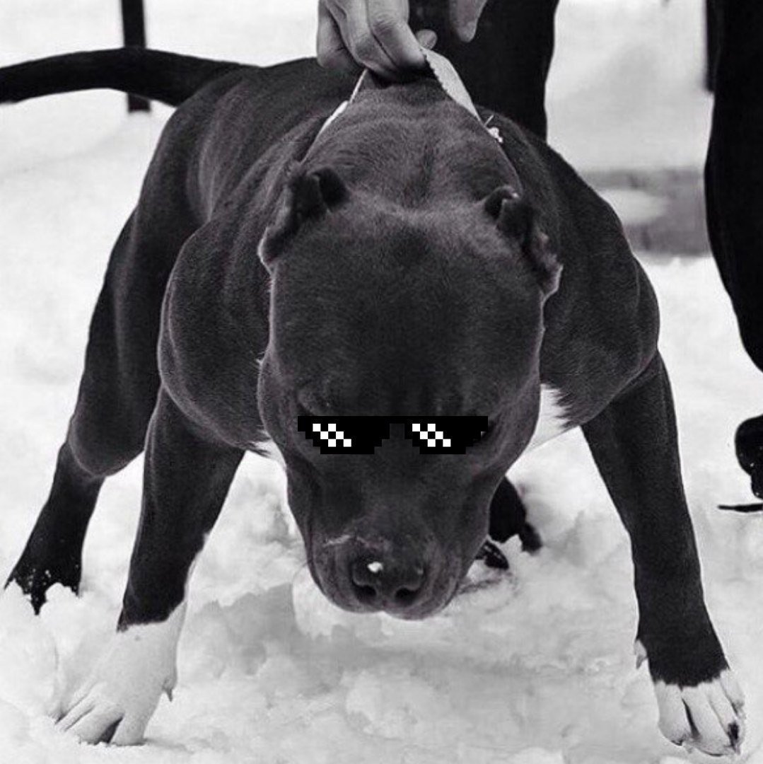 Кане Корсо и питбуль