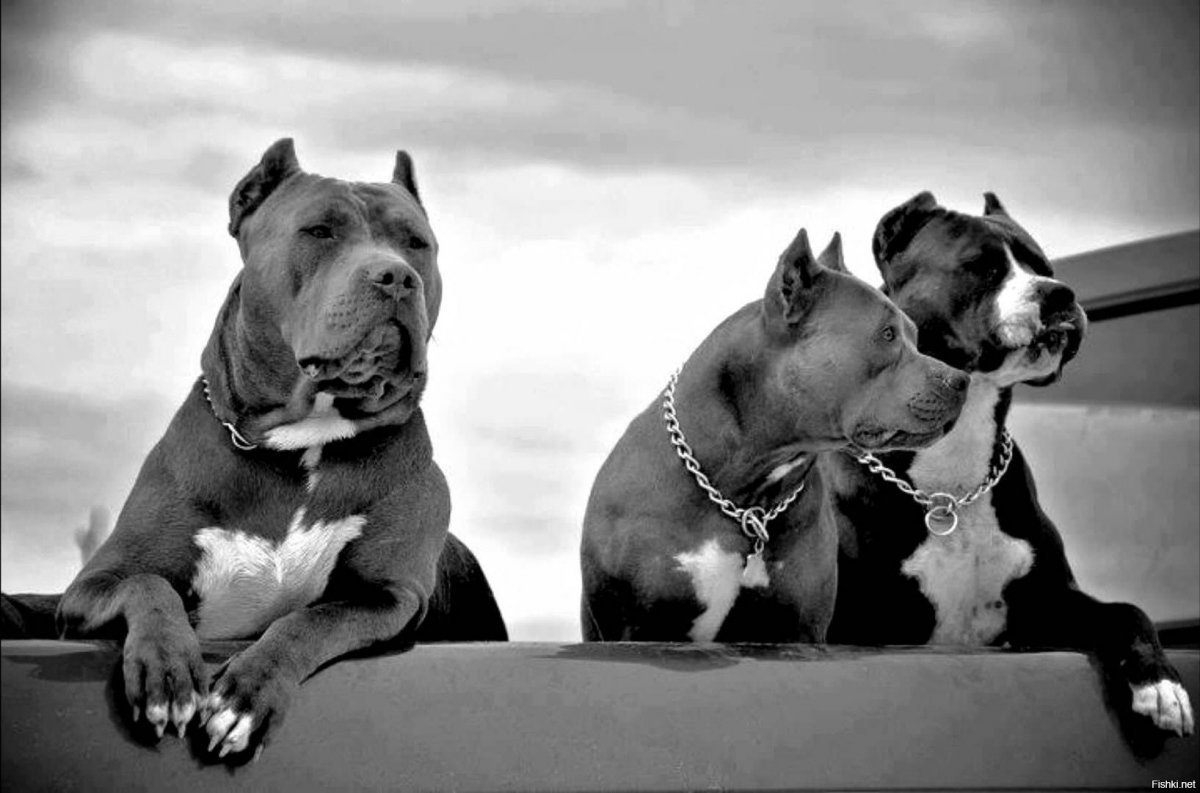 Доберман аватар