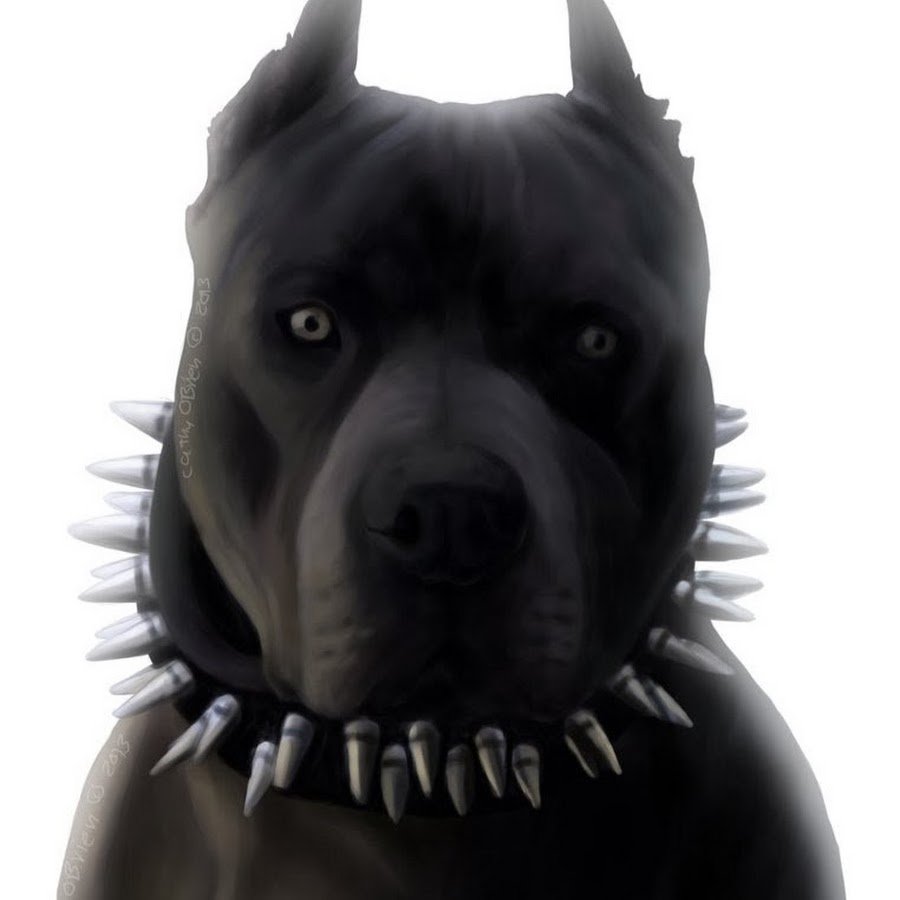 Американский стаффордширский терьер черный