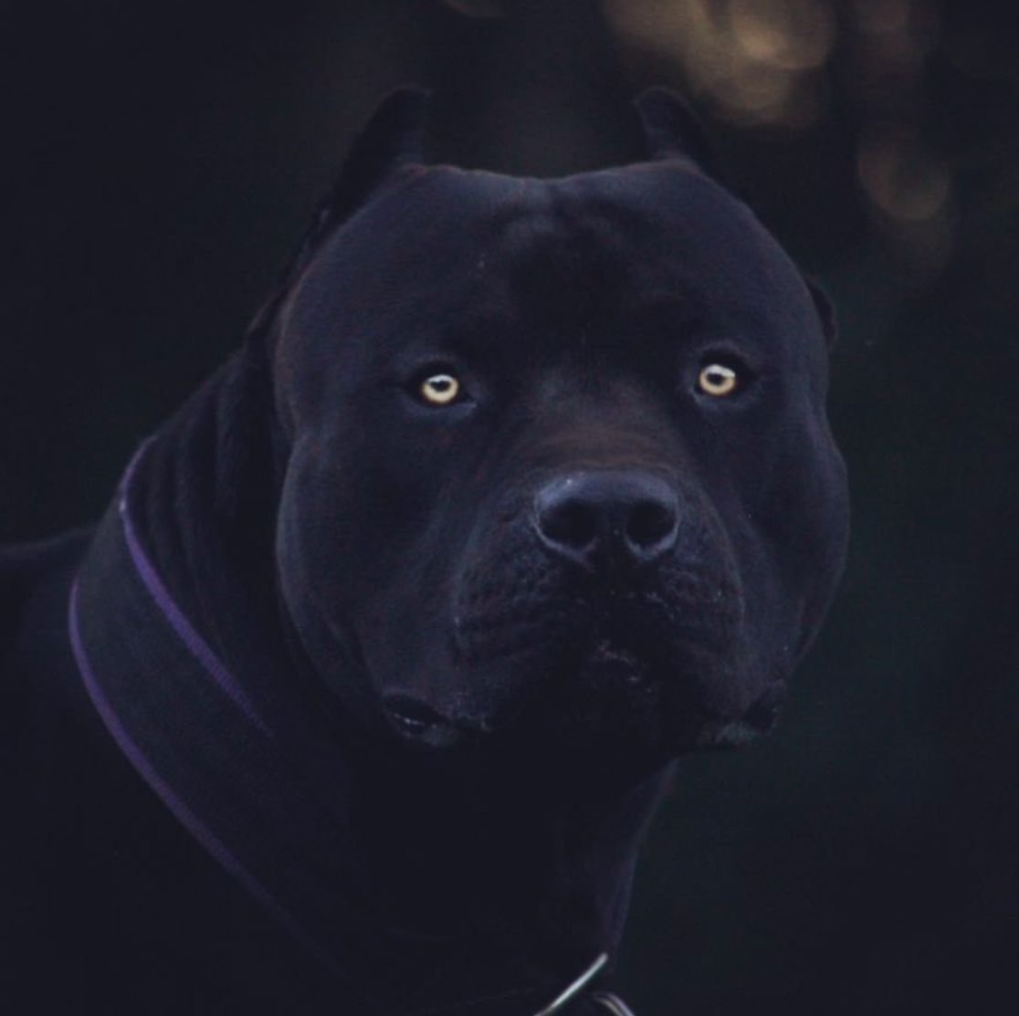 Булли Прага