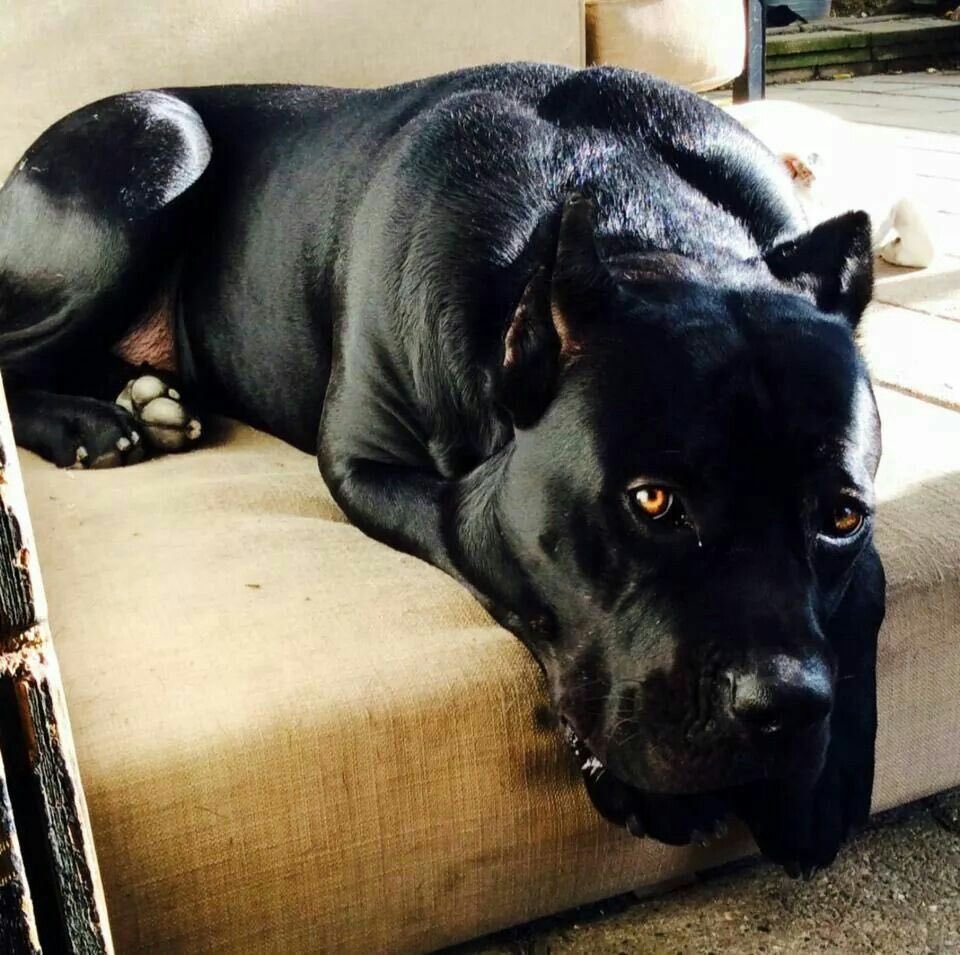 Питбуль на аву