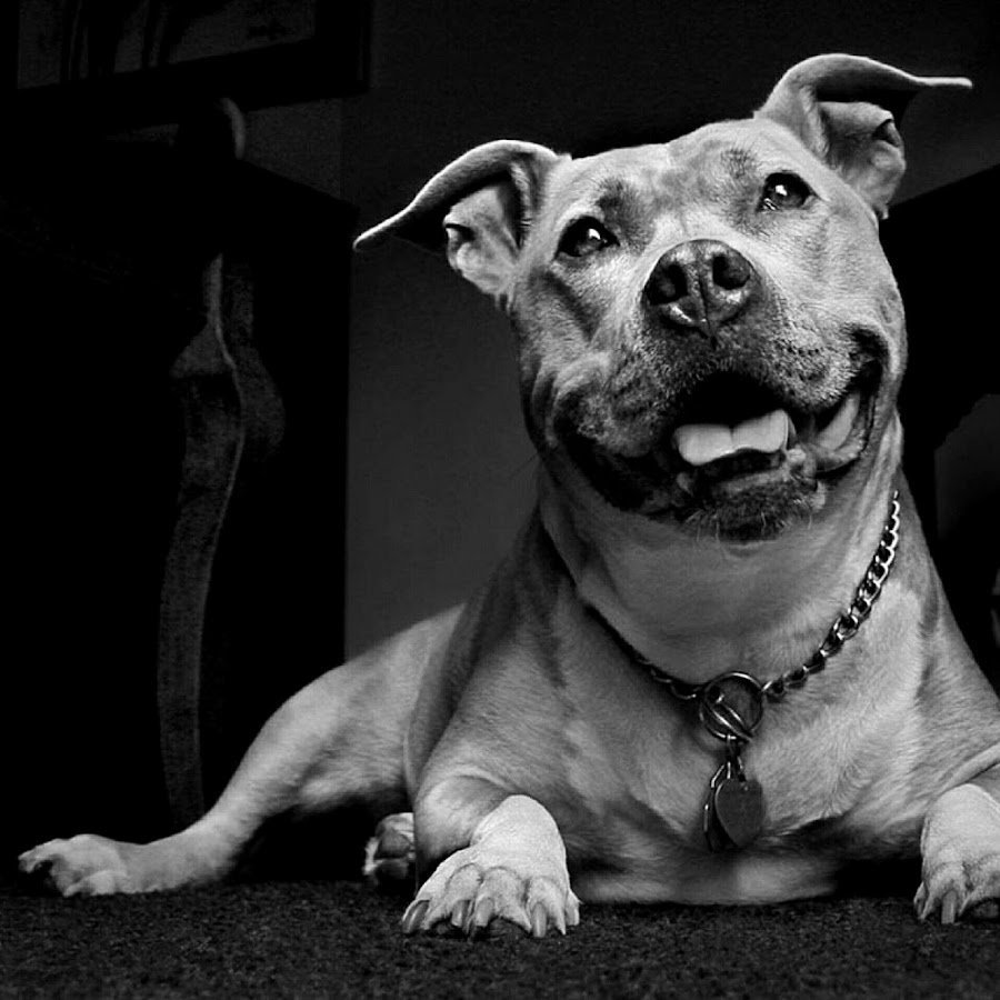 Питбуль черно белый
