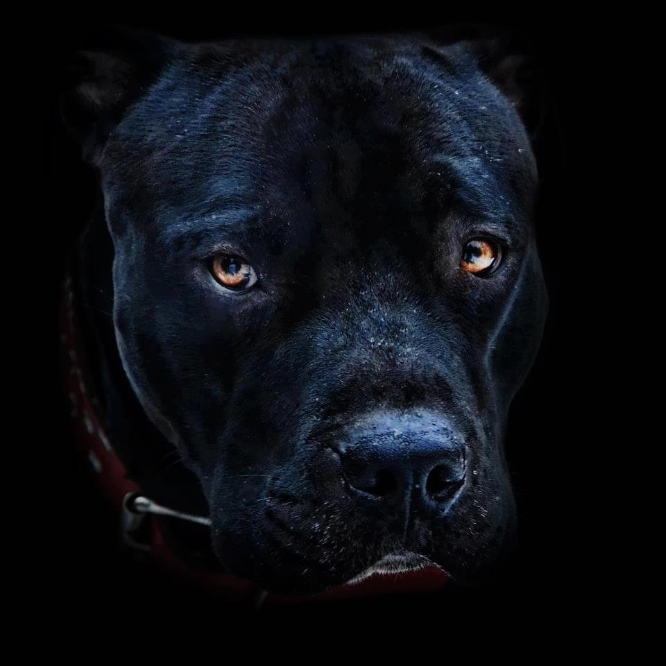 Стаффордширский терьер и дети