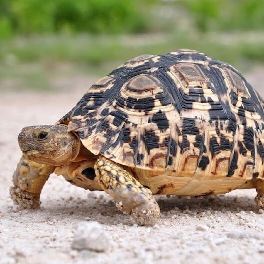 Черепашка картинка