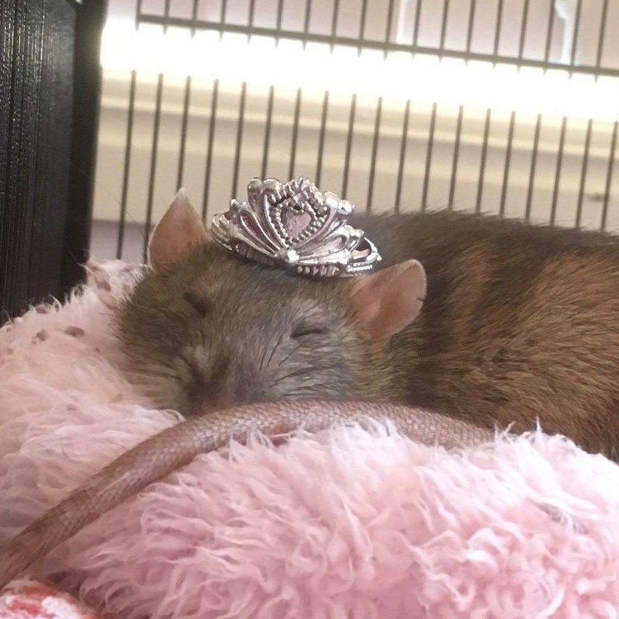 Крыска и на голове корона