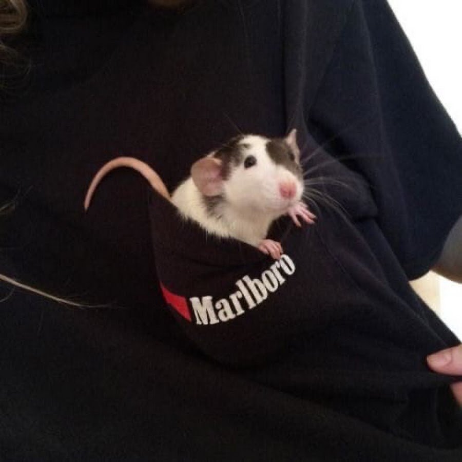 Бенгальская крыса