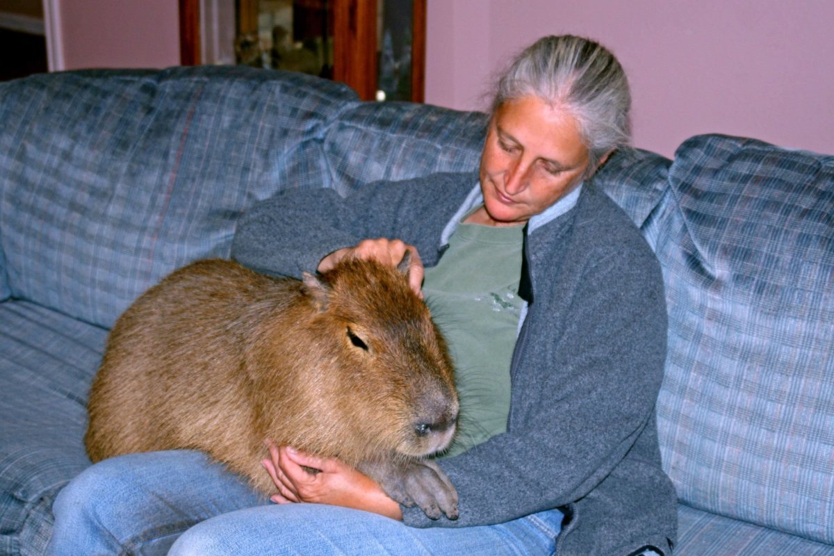 Крыса Дамбо