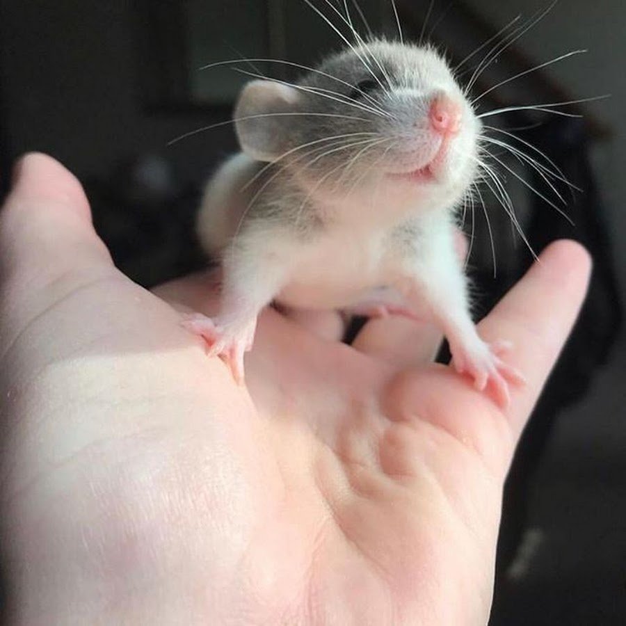 Крысы домашние