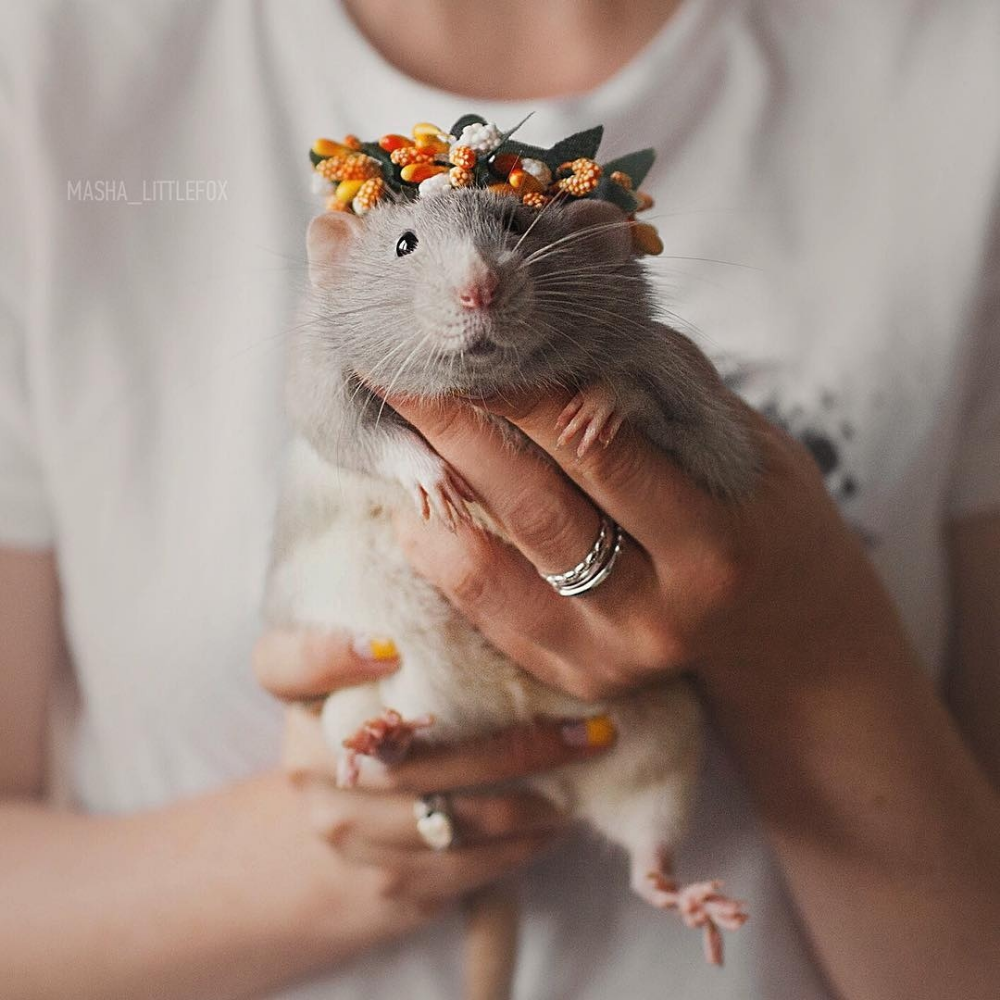 Большая морская Свинка капибара