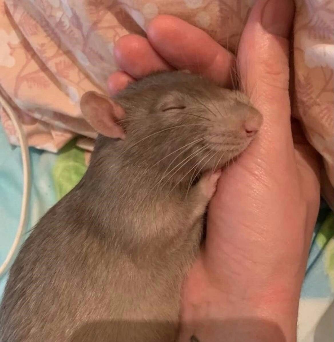 Ну ты глянь на себя крыса