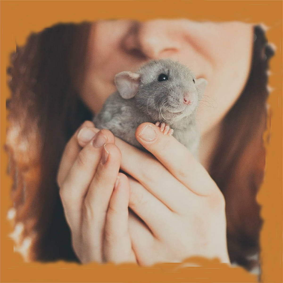 Крыса Дамбо слепая ?