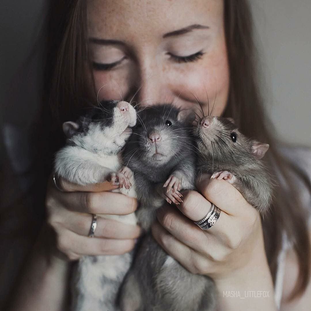 Милые крыски обнимаются