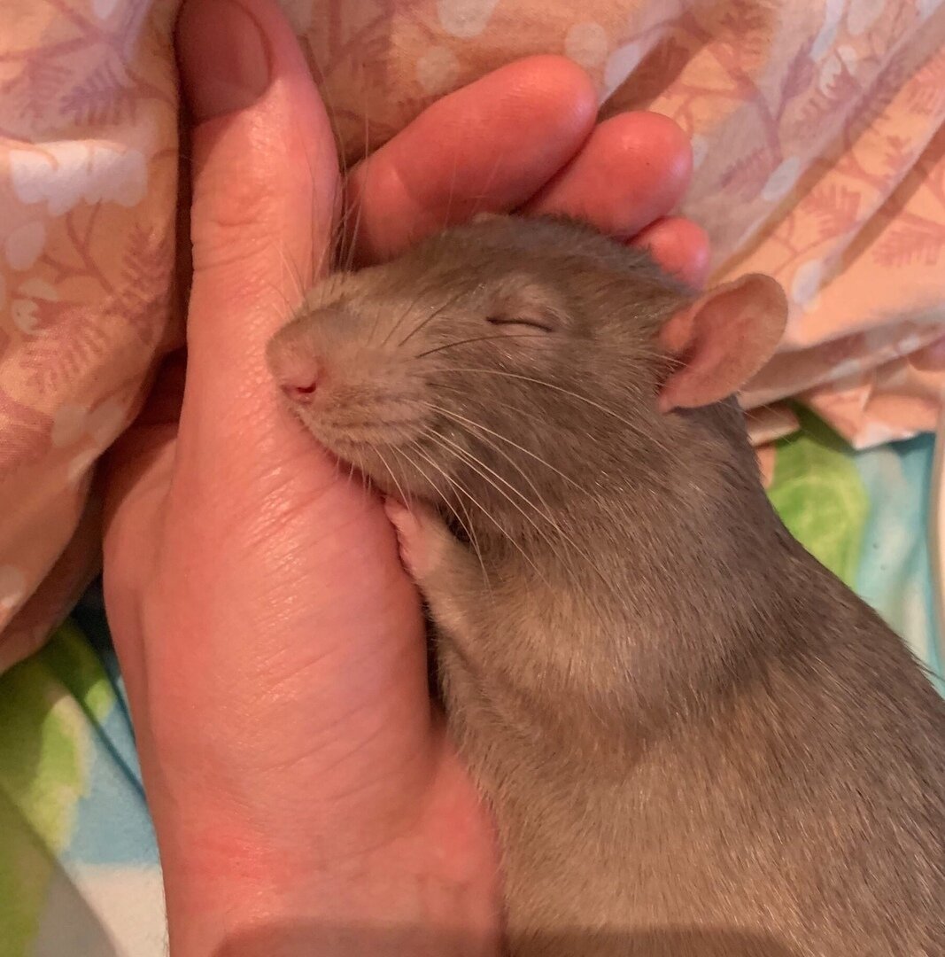 Крыска говорит я люблю тебя