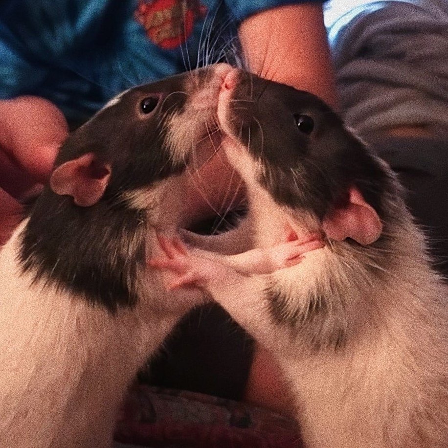 Парочка крыс