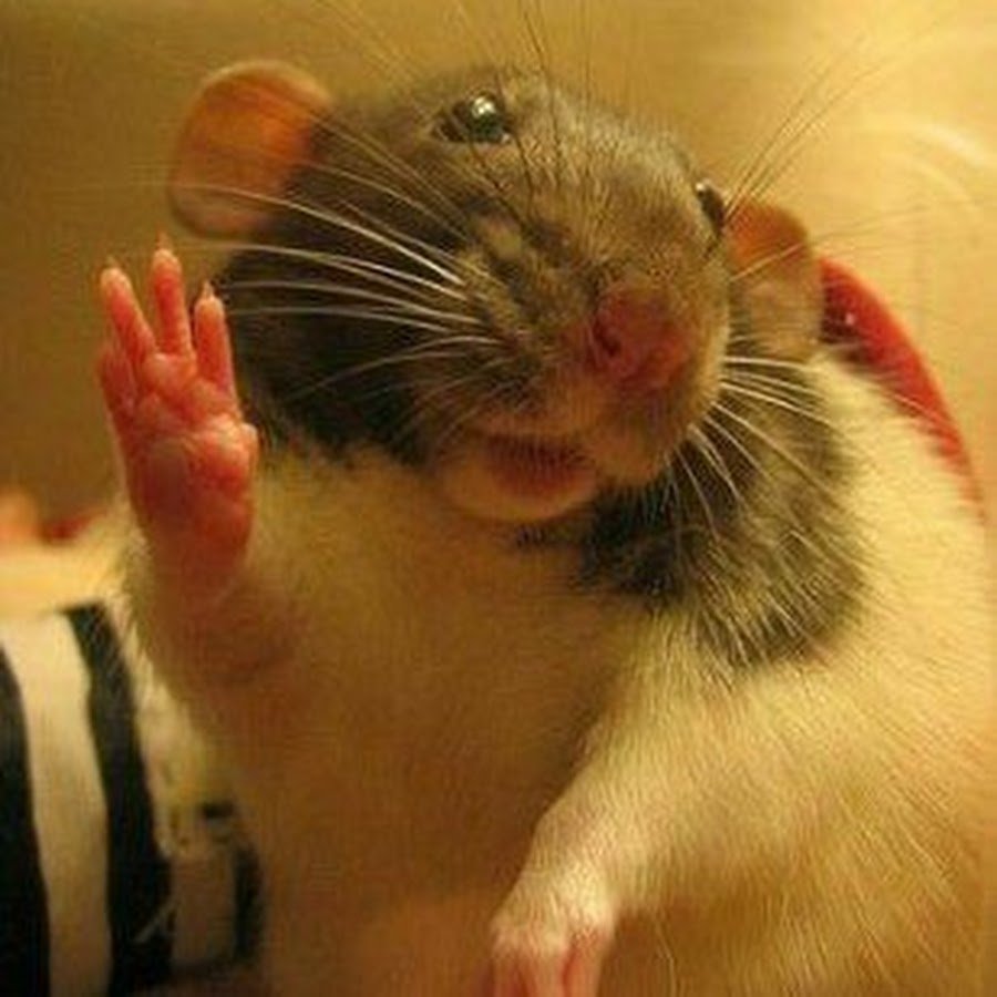 Декоративные крысы
