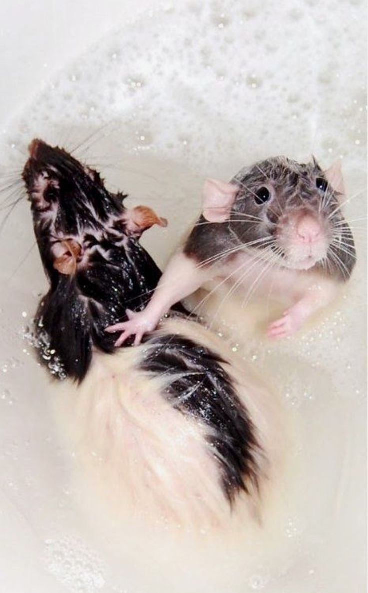 Толстая мышь