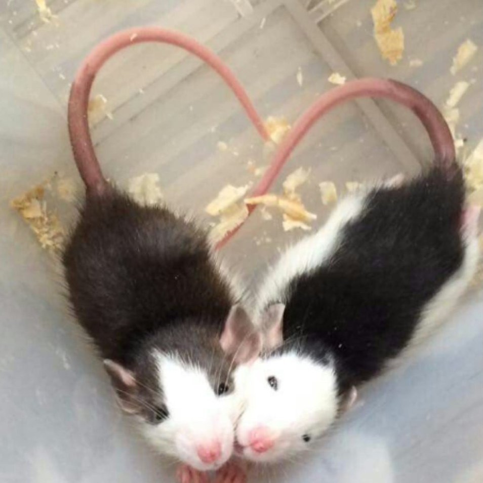 Крыска с сердечками